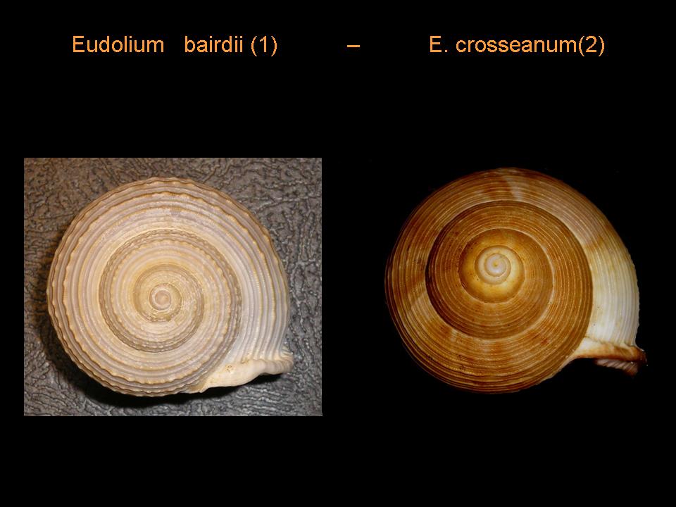 Eudolium bairdi ed Eudolium crosseanum
